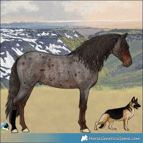 Horse Color:Liver Red Ice Roan 