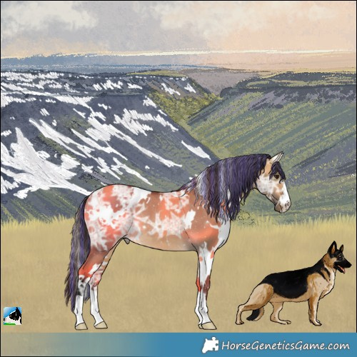 Horse Color:Painted White Spotted Buckskin Ice Dun Rabicano 