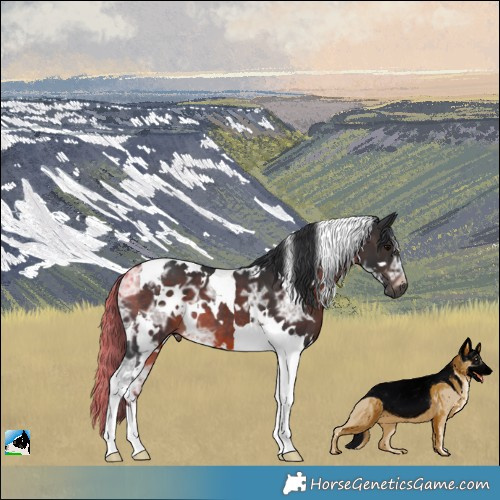Horse Color:White Spotted Brown Ice Tobiano 
