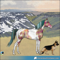 Horse Color:Painted Plaid White Spotted Sable Champagne Tobiano Rabicano