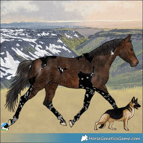 Horse Color:Bay Ice Tobiano 