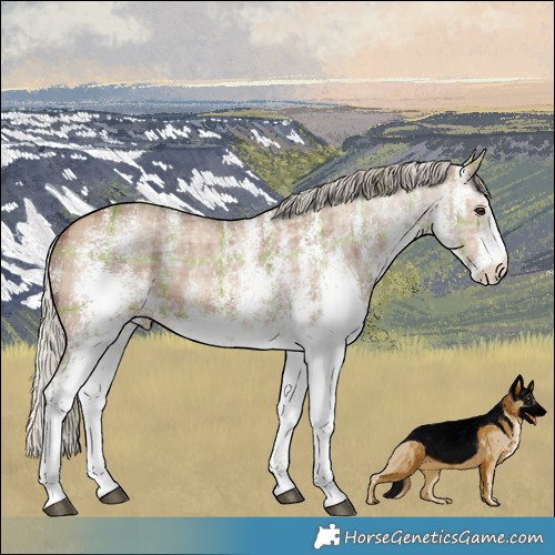 Horse Color:Plaid  White Spotted Silver Brown Ice Dun 