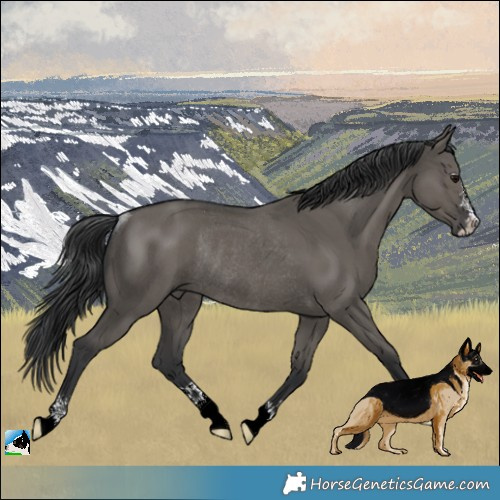 Horse Color:Grullo Rabicano 