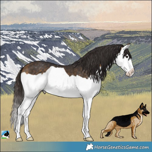 Horse Color:Buckskin Splash 