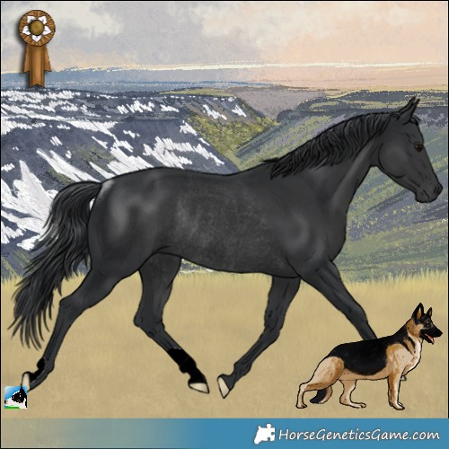 Horse Color:Black Rabicano