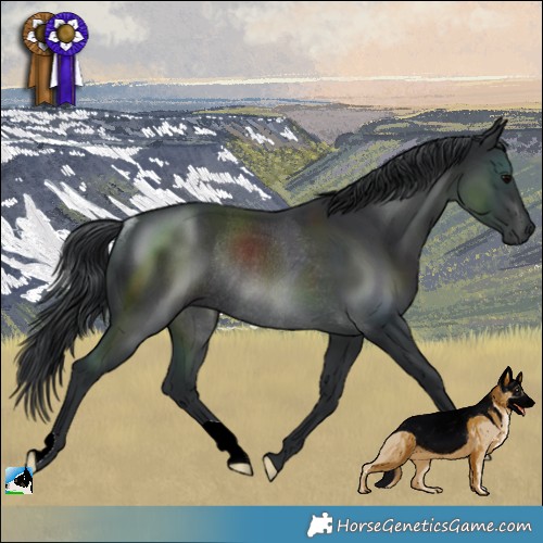 Horse Color:Black Rabicano 