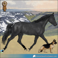 Horse Color:Black Rabicano
