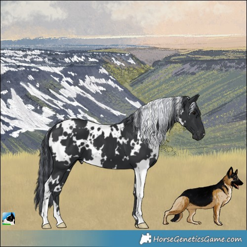 Horse Color:Painted White Spotted Black 