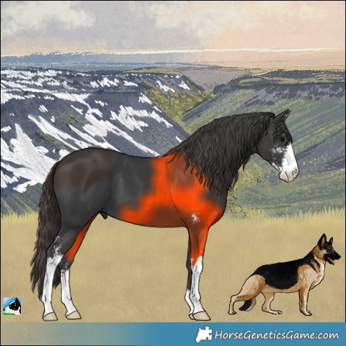 Horse Color:Black Sabino 