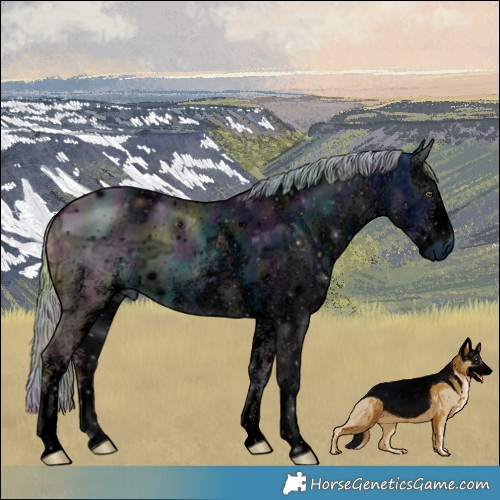 Horse Color:ERROR: UNKNOWN ANOMALY
