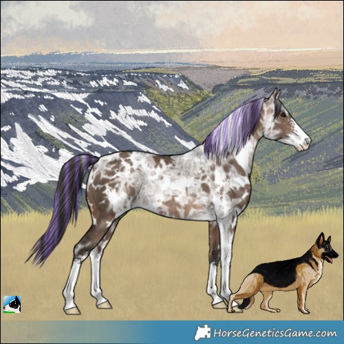 Horse Color:Painted White Spotted Brown Ice Dun Sabino Rabicano Brindle 