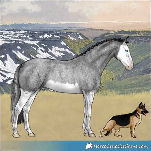 Horse Color:Blue Ice Roan Splash Rabicano 