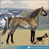 Horse Color:Buckskin Ice Onyx Sabino Splash Rabicano