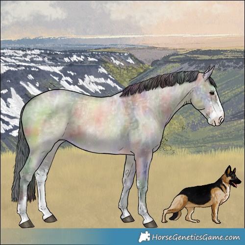 Horse Color:Nacre Brown Ice Dun Sabino 