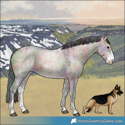 Horse Color:Nacre Brown Ice Dun Sabino
