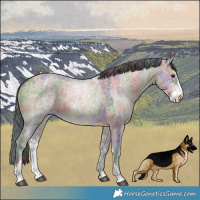 Horse Color:Nacre Brown Ice Dun Sabino