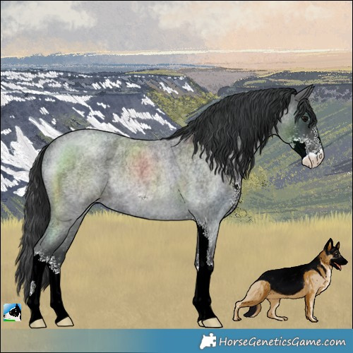 Horse Color:Blue Roan Sabino Rabicano