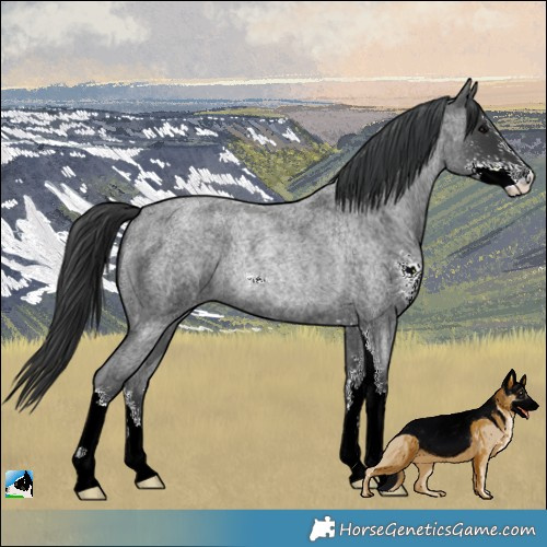 Horse Color:Blue Roan Sabino Rabicano