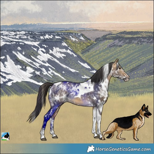 Horse Color:White Spotted Buckskin Ice Dun Tobiano Rabicano 