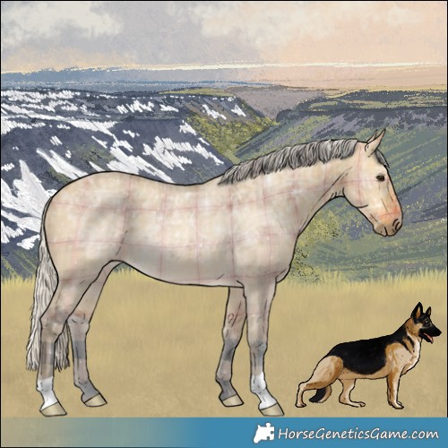 Horse Color:Plaid  Silver Buckskin Ice Dun 