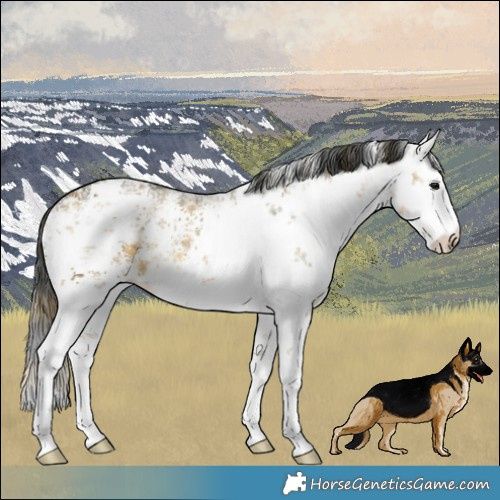 Horse Color:Plaid  White Spotted Buckskin Ice Dun Sabino 