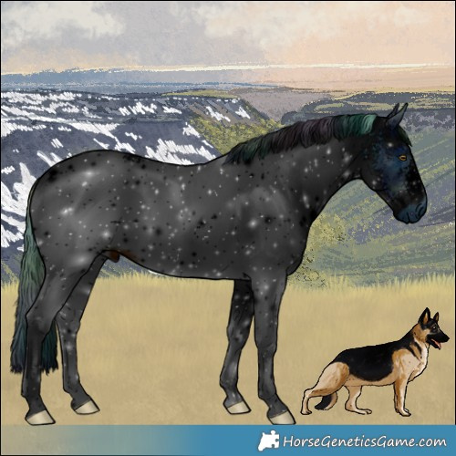 Horse Color:ERROR: UNKNOWN ANOMALY