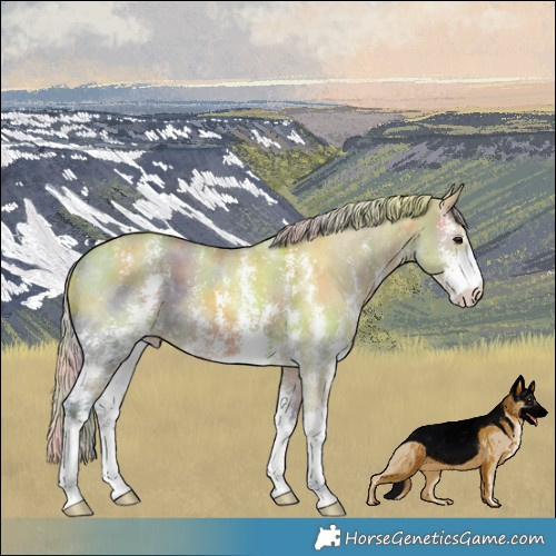 Horse Color:Nacre Silver Brown Ice Dun Sabino 