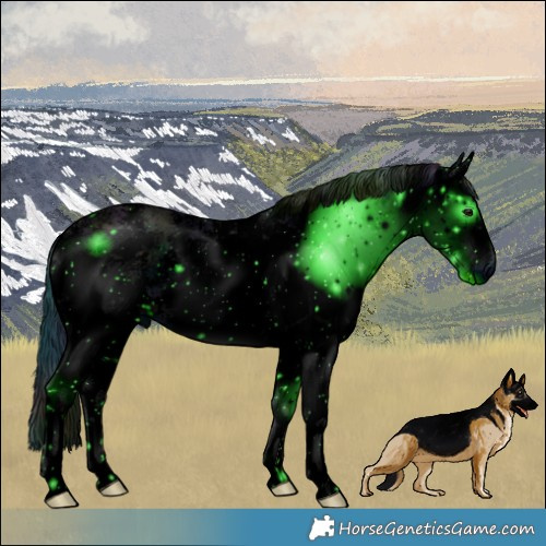 Horse Color:ERROR: UNKNOWN ANOMALY
