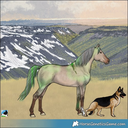 Horse Color:Painted Liver Red Dun Mushroom 