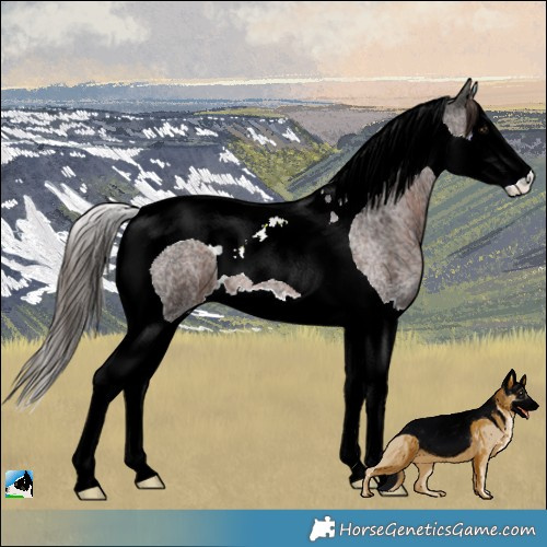 Horse Color:Liver Red Ice Roan Splash Tobiano 