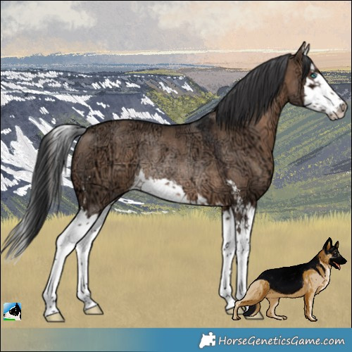 Horse Color:Brown Ice Dun Sabino Splash Rabicano 