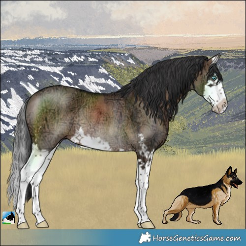 Horse Color:Brown Ice Dun Sabino Splash Rabicano