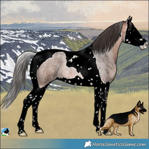 Horse Color:Bay Roan Splash Tobiano Rabicano 