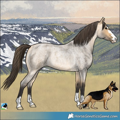 Horse Color:Buckskin Roan 