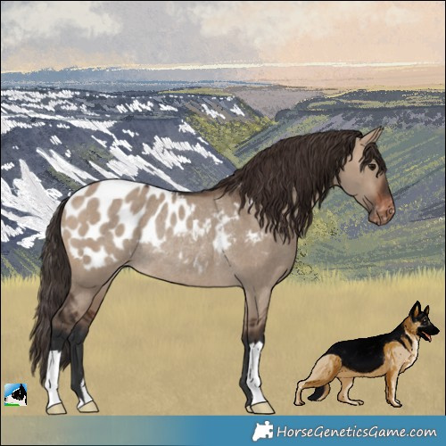 Horse Color:Brown Dun Blanket Rabicano