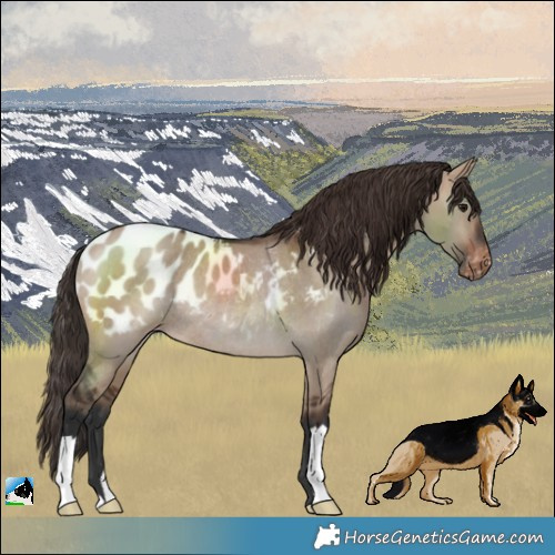 Horse Color:Brown Dun Blanket Rabicano 