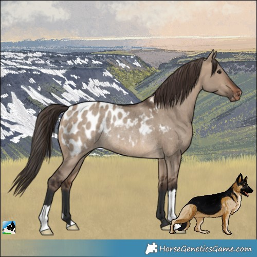 Horse Color:Brown Dun Appaloosa Rabicano 