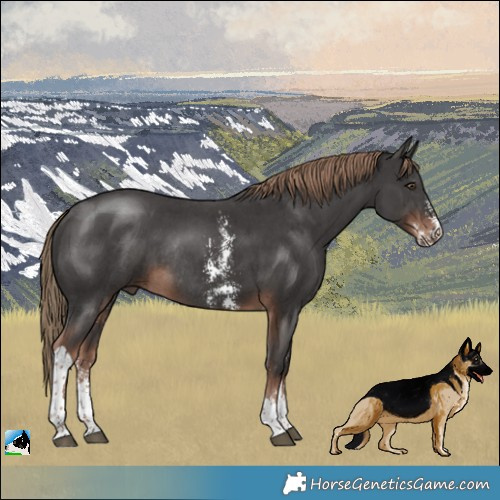 Horse Color:Liver Chestnut Sabino Tobiano Rabicano 
