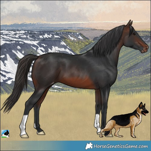Horse Color:Brown Appaloosa 