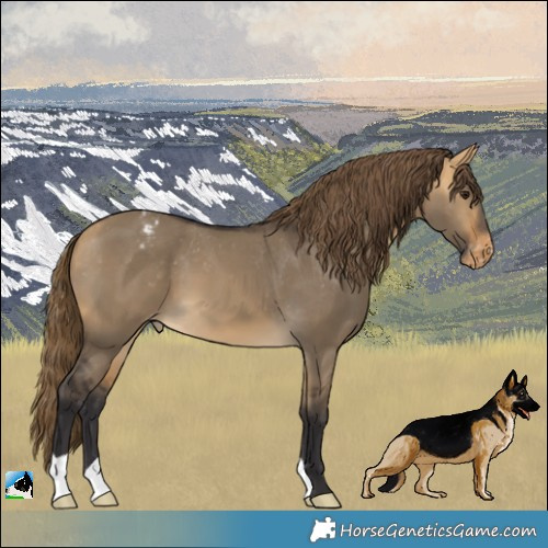 Horse Color:Buckskin Dun Varnish 