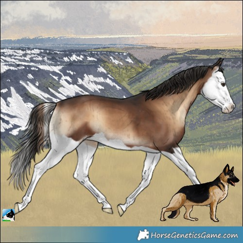 Horse Color:Liver Red Onyx Splash Appaloosa Brindle 