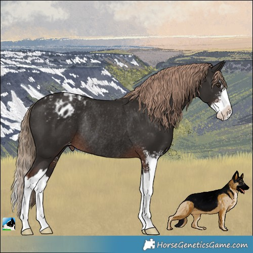 Horse Color:Liver Chestnut Sabino Splash Appaloosa Rabicano 