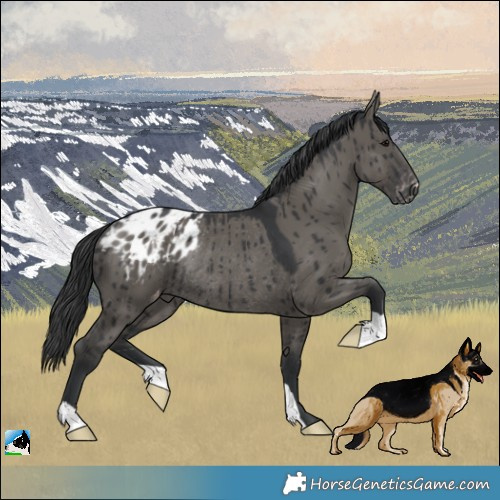 Horse Color:Grullo Appaloosa Rabicano Brindle 