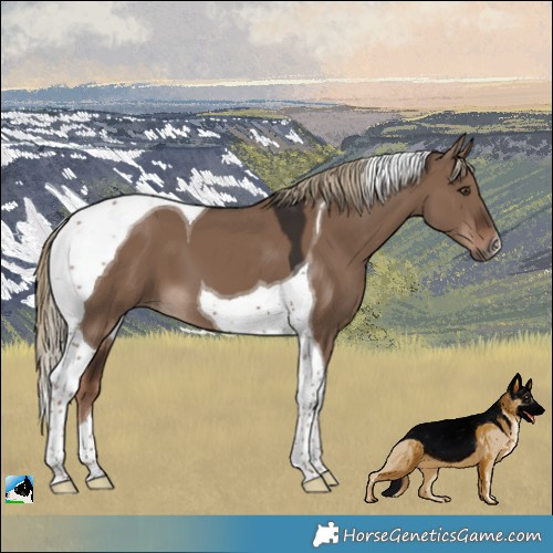 Horse Color:Liver Red Dun Tobiano