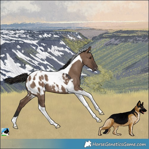 Horse Color:Liver Red Dun Tobiano Blanket 