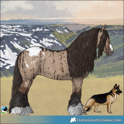 Horse Color:Liver Red Dun Appaloosa Brindle 