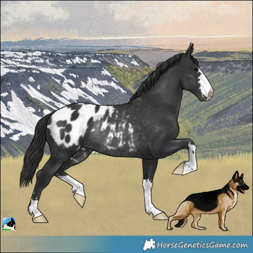 Horse Color:Black Appaloosa Rabicano