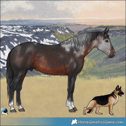 Horse Color:Brown Tobiano Rabicano