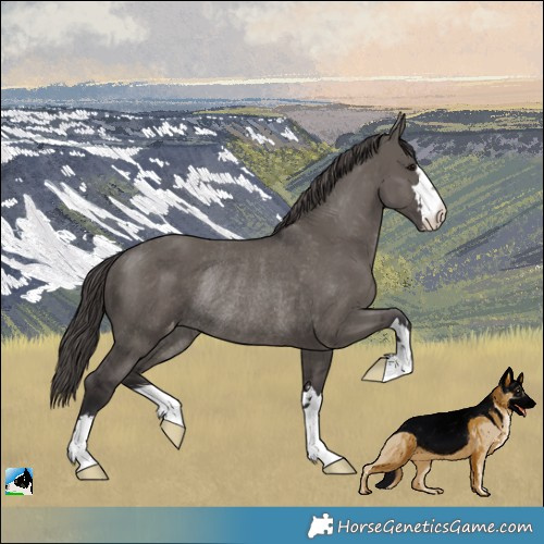Horse Color:Smoky Grullo Appaloosa Rabicano 