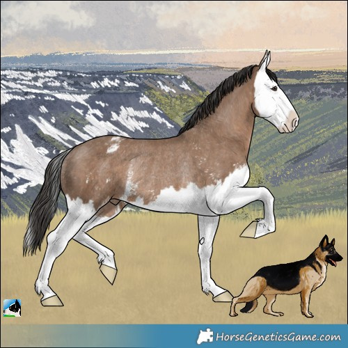 Horse Color:Liver Red Dun Sabino Splash Appaloosa Rabicano